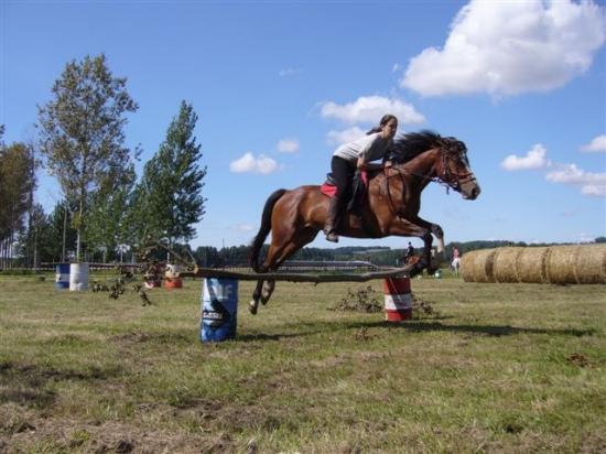 Les chevaux de l'association