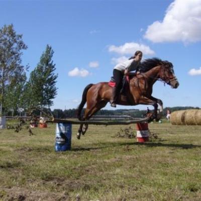 Les chevaux de l'association