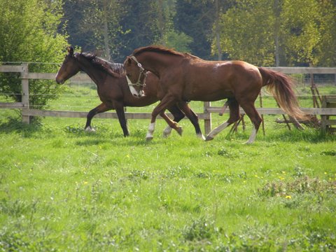 Jugeotte et Daraguay