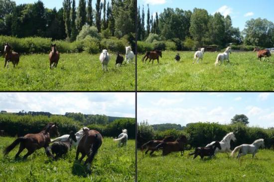 La troupe au galop