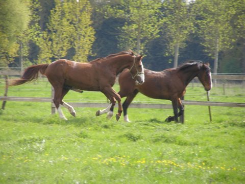 Daraguay et Jugeotte