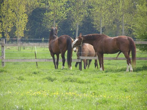 Jugeotte et Daraguay