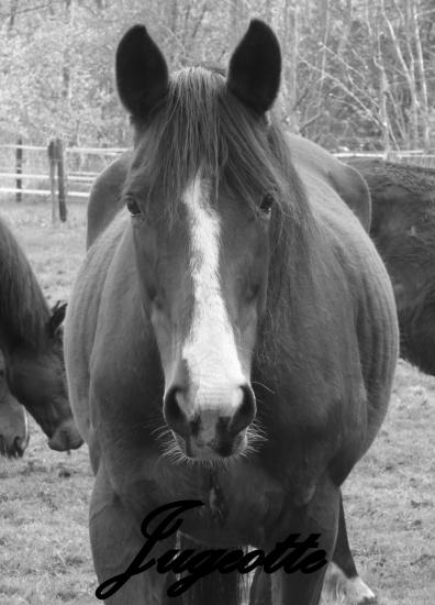 Les chevaux en black and white !