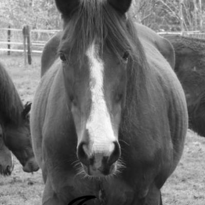 Les chevaux en black and white !